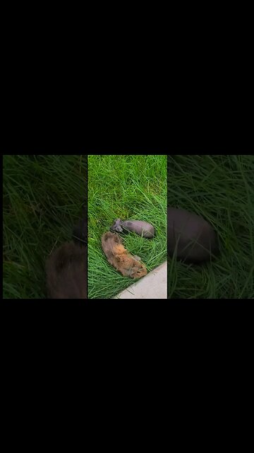 Mocha's first time in the grass! #skinnypig