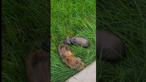 Mocha's first time in the grass! #skinnypig