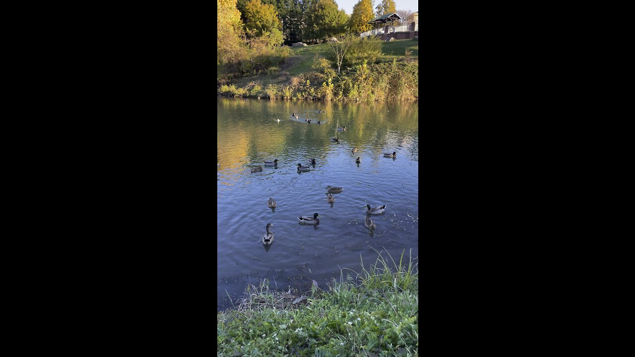 duck pond