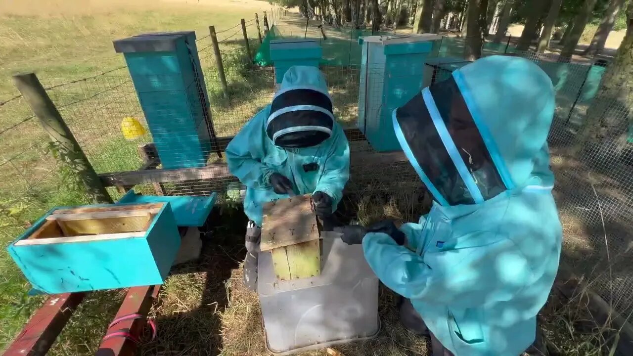 Honeybees in a BIRDBOX???! - Tiniest colony of bees EVER! - Super cute!