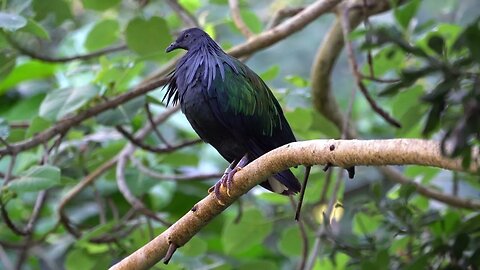 CatTV: Take your Cat to San Diego Zoo - Black Bird 3