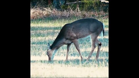 Deer in the Field