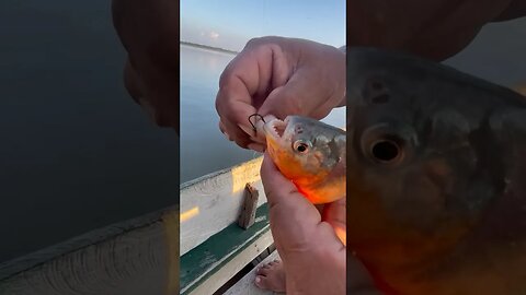 Catching Piranha in Amazon river