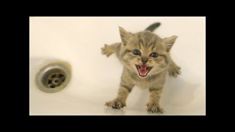 Kitten does not want to bath and meows loudly