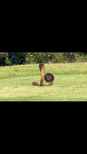 Cobra On A Golf Course Fleeing From A Mongoose