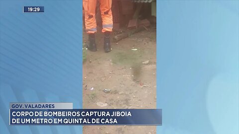 Gov. Valadares: Corpo de Bombeiros Captura Jiboia de Um Metro em Quintal de Casa.