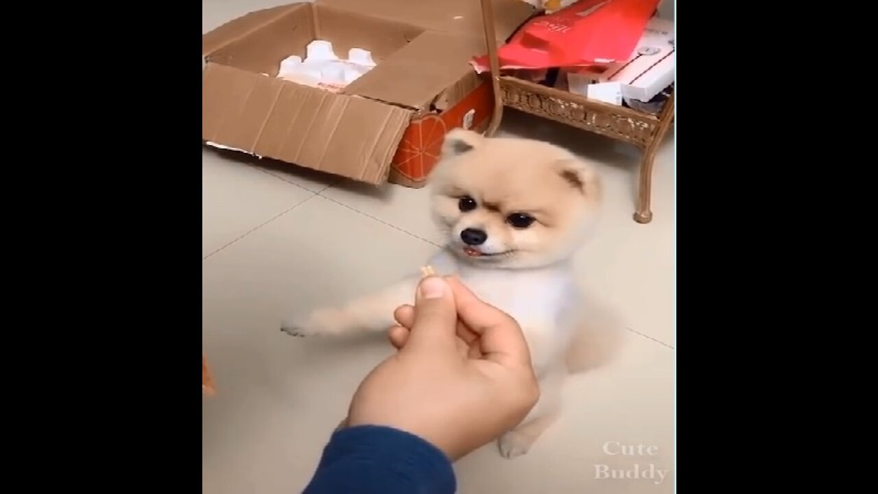 Inteligencia de Perros al1000% y más.