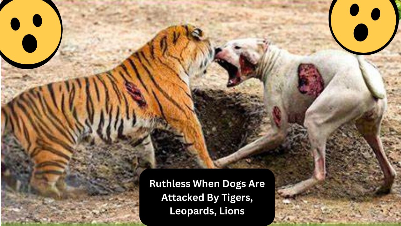 Ruthless When Dogs Are Attacked By Tigers, Leopards, Lions... | Animal Fight