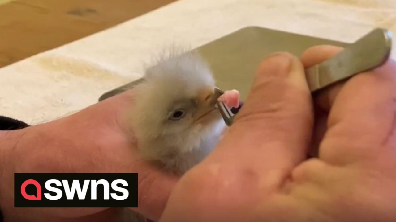 Rare eagle chick is fed for the first time after specialists breed the only mating pair in Britain