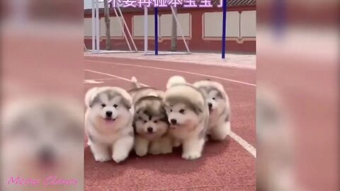 Baby Alaskan Malamute Cutest and Funniest Moments New Compilation