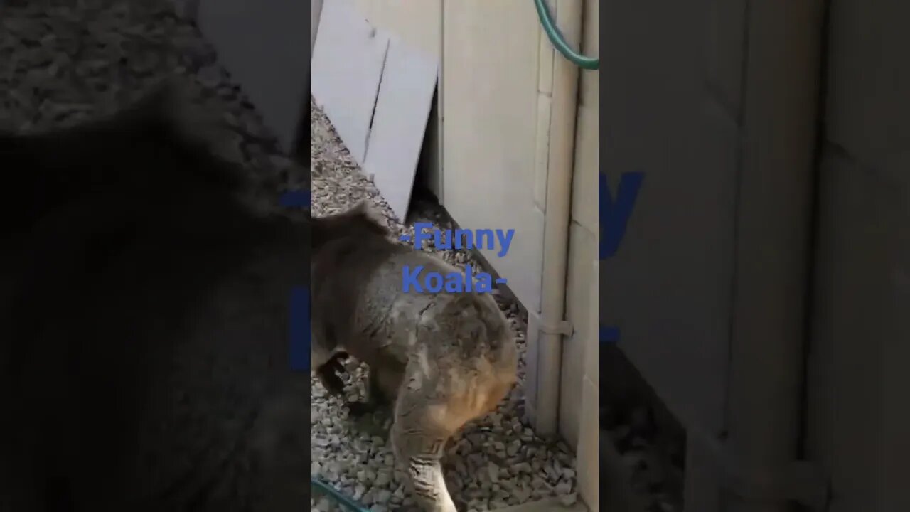 Funny Koala