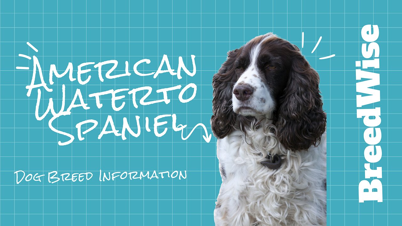 Discovering the American Water Spaniel: A Unique Breed’s Journey Through History