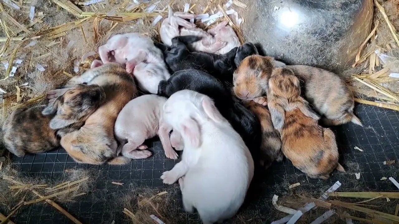 BABY BUNNY CUTENESS! One litter with SO MANY COLORS and types! Bunnies Rabbits Kits