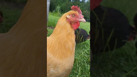 You Can See The Love In Her Eye #chickens #chickenshorts #chickenlife #backyardchickens