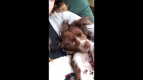 Sleepy pup🐶 💤