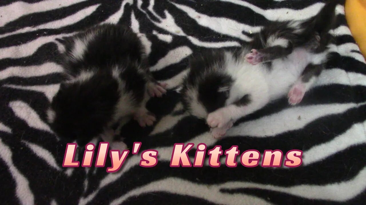 Lily's Kittens Are 1 Week Old 😻