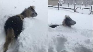 Cavallo si diverte giocando nella neve