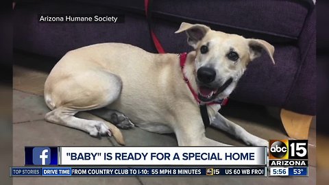 Baby up for adoption at the Arizona Humane Society