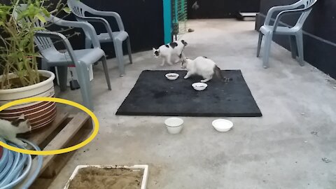 Mother cat catching naughty baby. funny(57day old cat - part4)