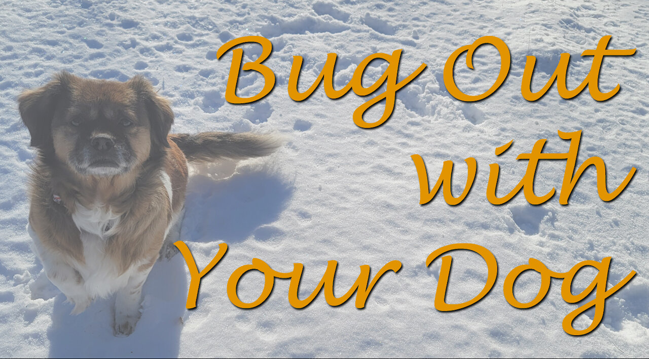 Bugging Out with your Dog when Disaster Strikes