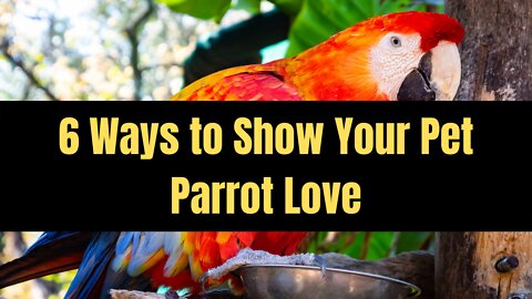 6 Ways to Show Your Pet Parrot Love