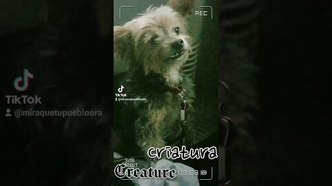 🐶