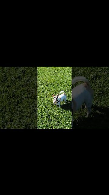 My Jack Russell Terrier ... Bella Bean enjoys the dog park this past summer 😉 07/2022