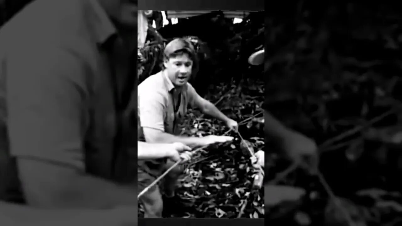 Safari Spider! #wildanimals