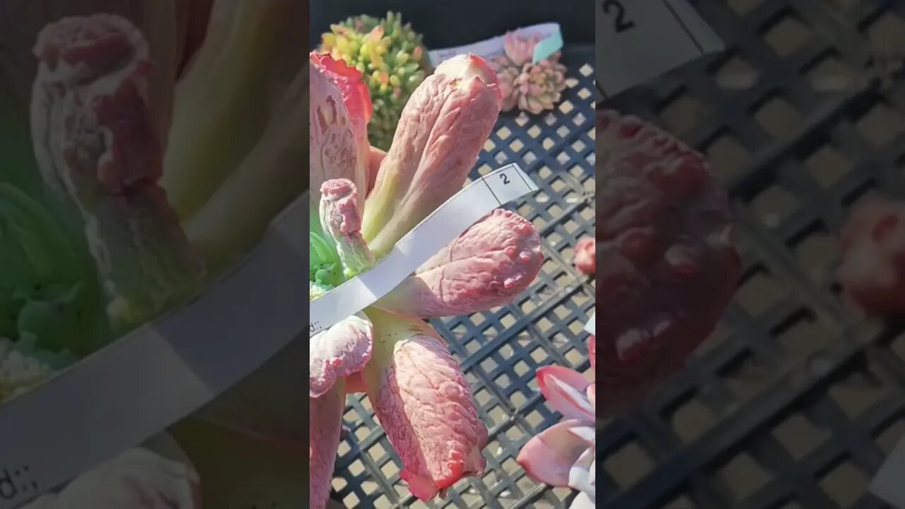 Here's how succulents look like after staying inside the dark box for 11 days