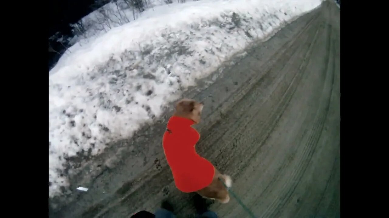 March 22nd, 20º Flynn and I walk to Prentiss, 13 minutes from door to town line.