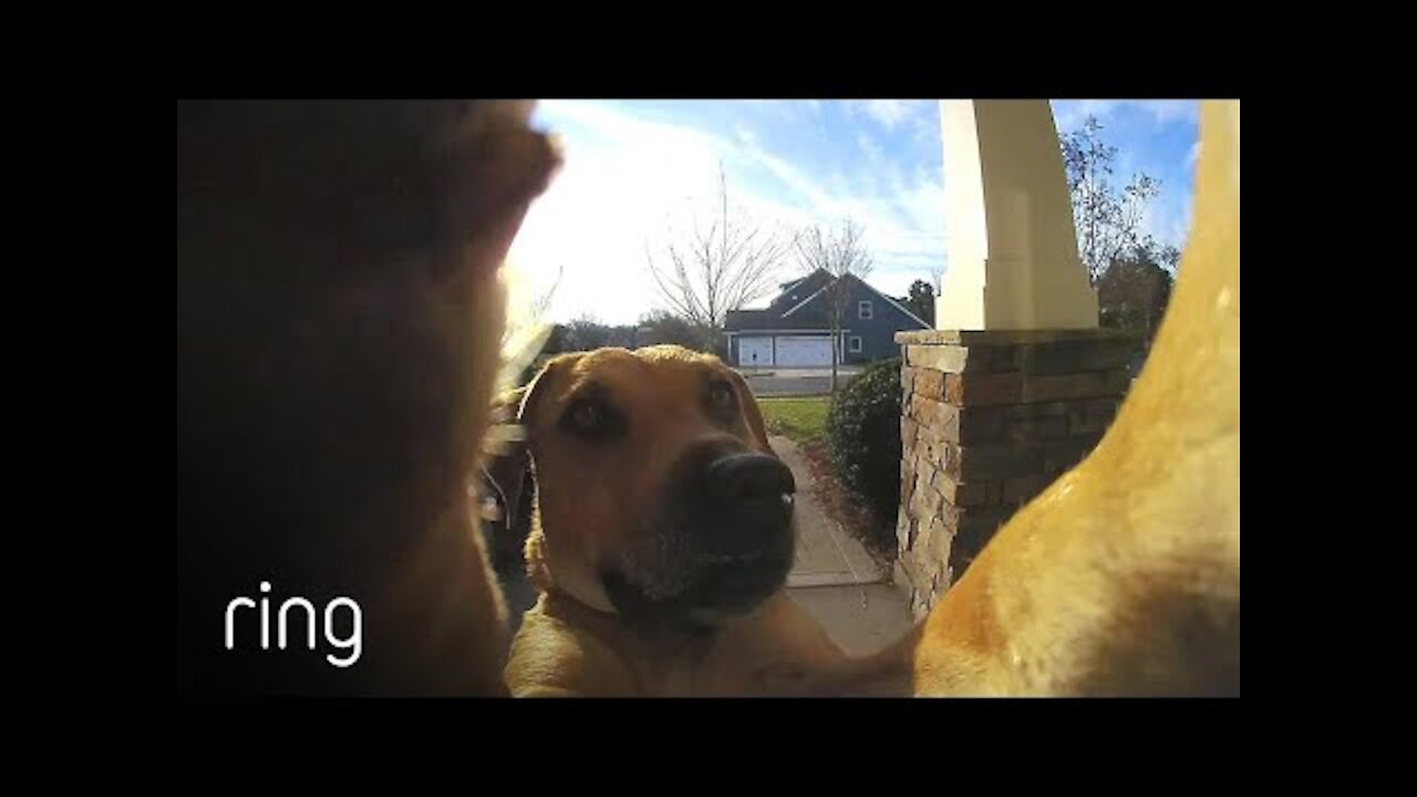 Dog Uses a Ring Video Doorbell to Get Back In The House