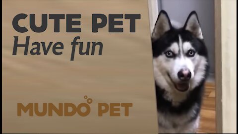 Have fun watching this compilation of cute pet videos