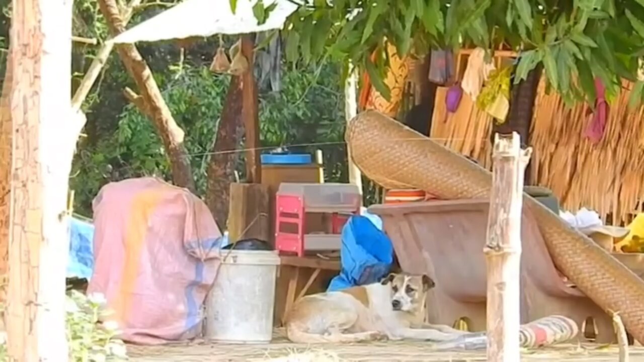 Pranking Dog with Lion and Tiger Stuff Toy and Box