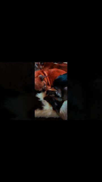 When your blind sister sleeps with her tongue 👅 you poke it😂😂😂