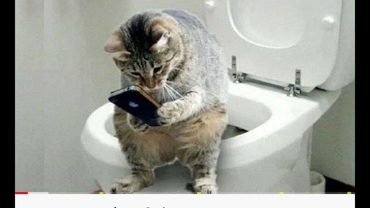 Cat making fun funny cat