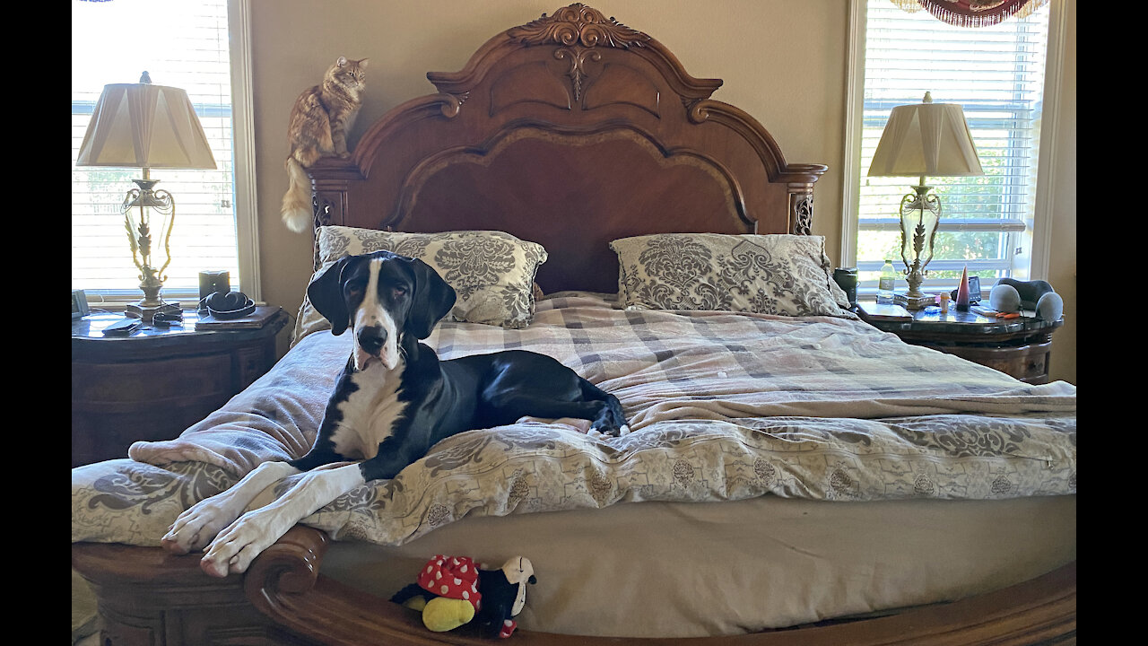 Great Dane Puppy Doesn't See "Catmoflauged" Cat On The Bed
