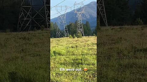 #elk #elkherd #elkcalving ##shorts #wildernessliving #wilderness #livingthedream #montana