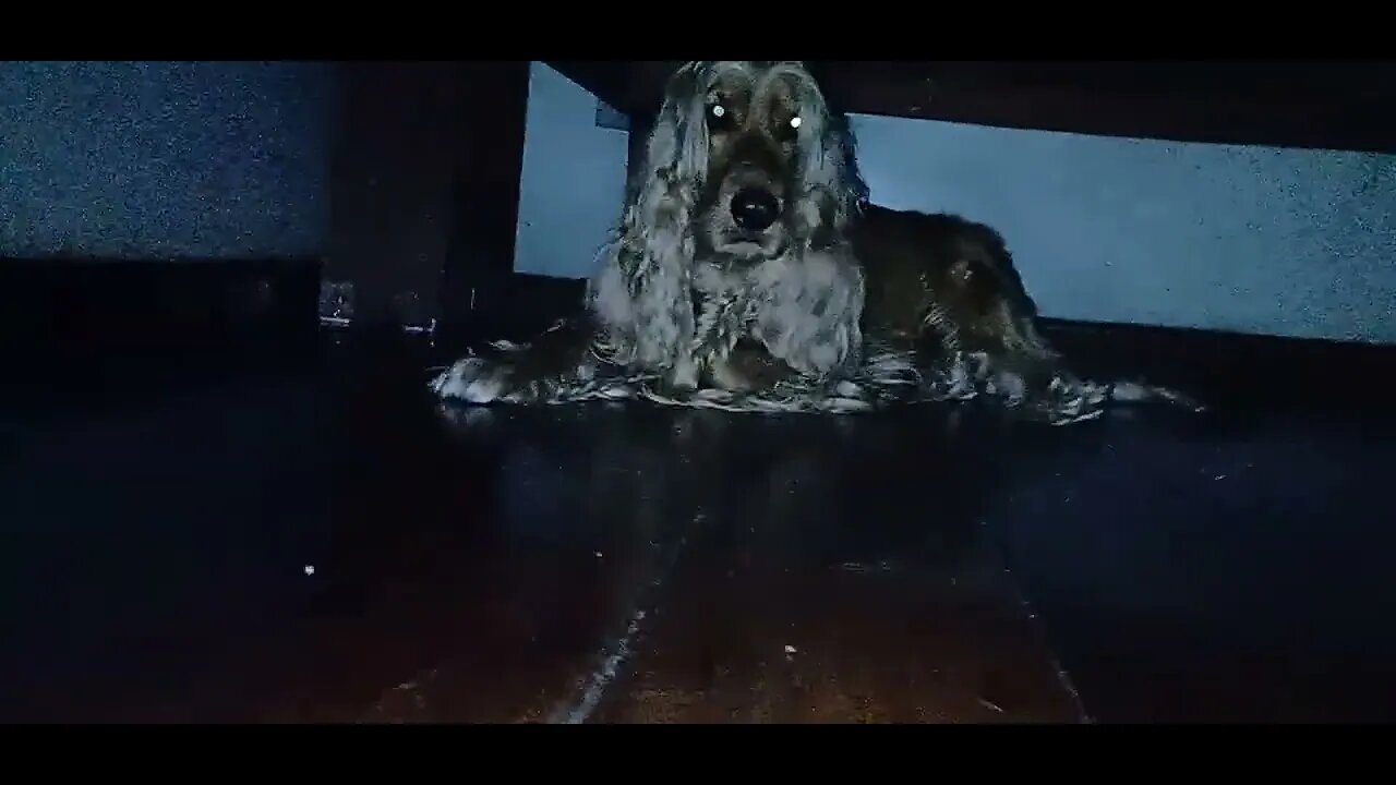 #dogshow , #animals , #dogs