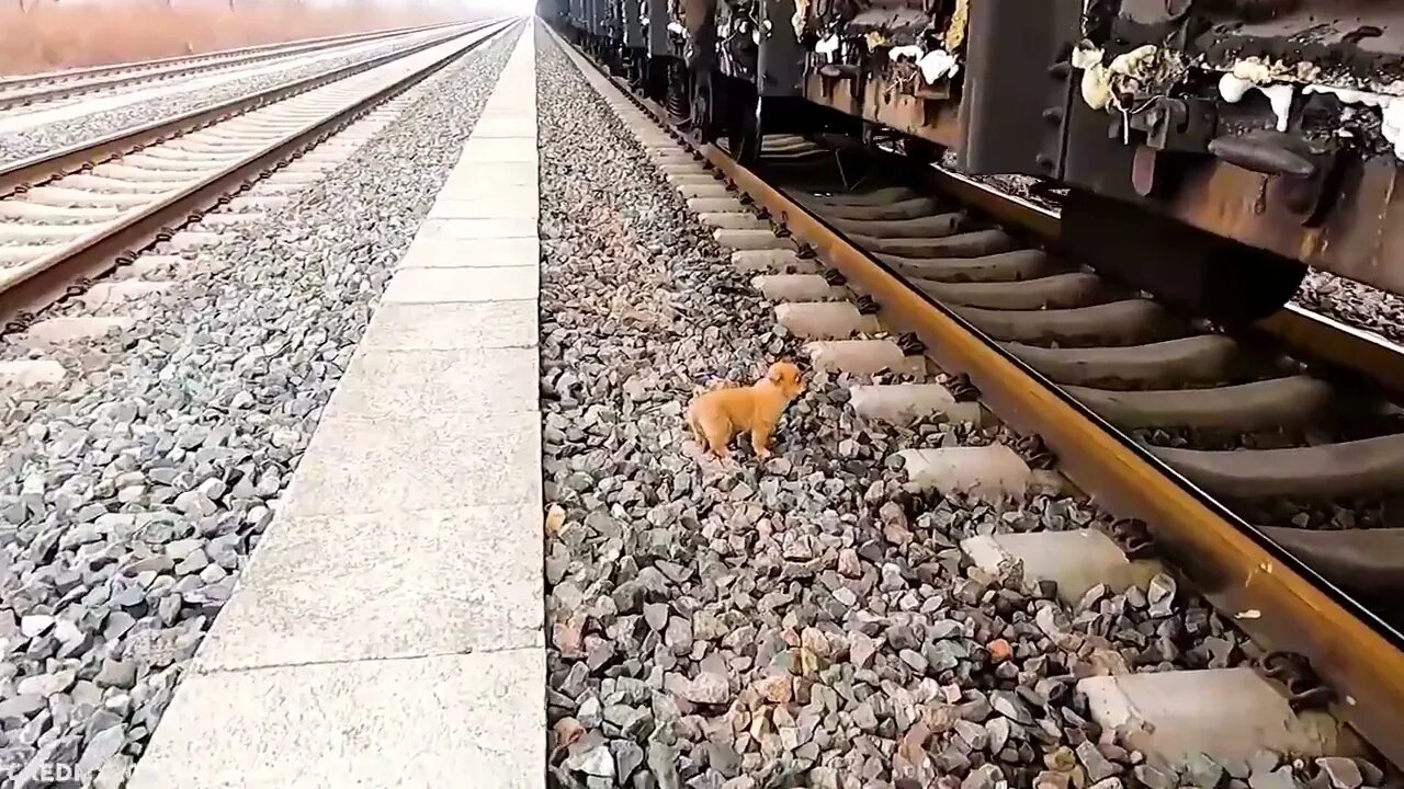 30 Animals That Asked People For Help & Kindness !67 2