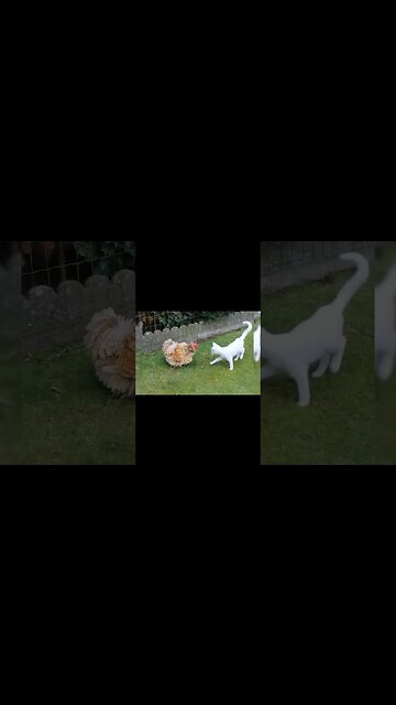 Kittens can be Rude, Mean and Huge JERKS! #catvideos