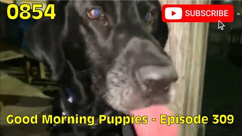 [0854] GOOD MORNING PUPPIES - EPISODE 309 [#dogs #doggos #doggos #puppies #dogdaycare]