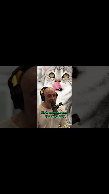 Vegan Cats? Joe Rogan & Andrew Huberman #shorts