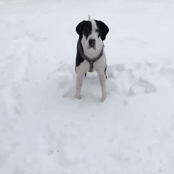 Great Dane Finn plays in fresh snow