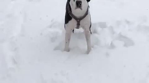 Great Dane Finn plays in fresh snow