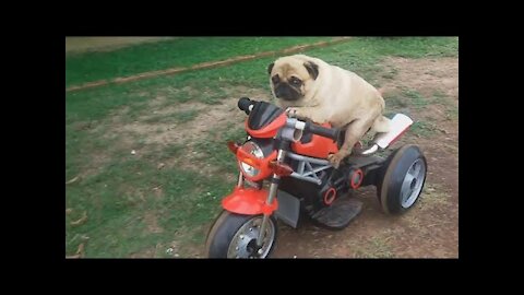 Cool DOG Riding Bike!