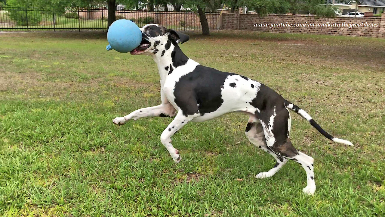 Training A Funny Great Dane To Stay While He Plays