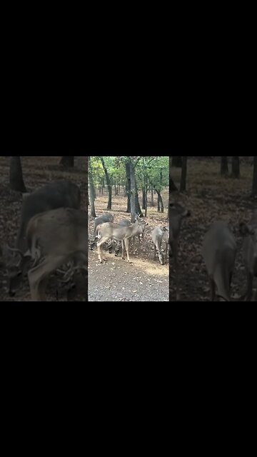 When They had Antlers!