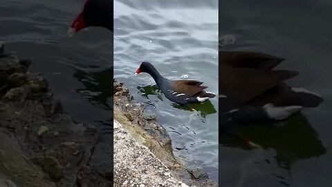 A Red-Beaked Duck being a Red-Beaked Duck 🦆 #riodejaneiro #brazil #animals