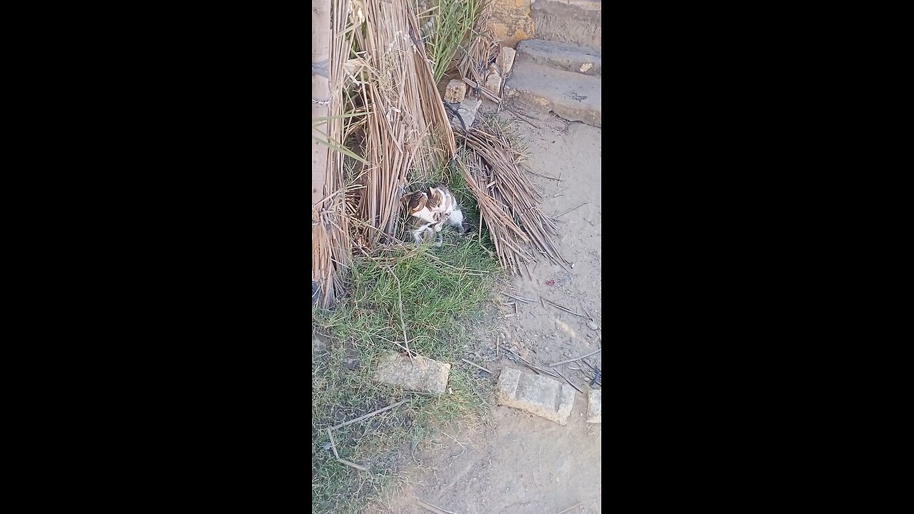 A cat and a cat playing together