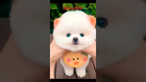 Cute little cat 🐈🐈